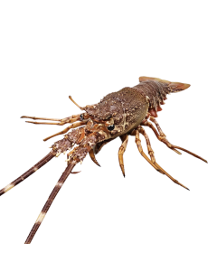 Langousta kreeft  300/400