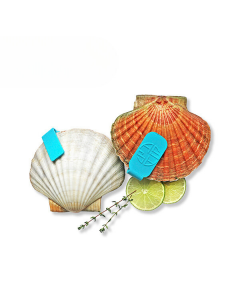Noorse coquille XXL