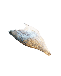  Dorade filet  100-140