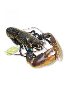 Europese blauwe kreeft 600-700gram