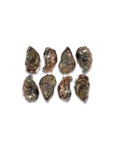 Ierse oesters Nr.5 