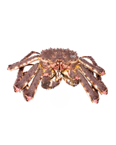 King crab 2-2.50 kg
