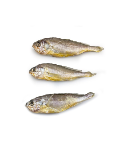Wilde yellow croakers  70-90g