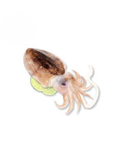 Zeekat vuil 